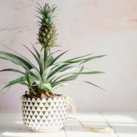 See more information about the Pineapple Plant Indoor 14cm Pot