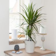 See more information about the Dragon Tree Dracaena Marginata 2 Stem Indoor Plant 30/15cm Tall in 17cm Pot