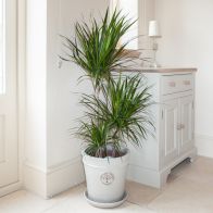 See more information about the Dragon Tree Dracaena Marginata 3 Stem Indoor Plant 60/30/15cm In 24cm Pot