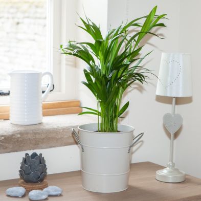 Areca Bamboo Palm Indoor Plant 50-60cm Tall in 14cm Pot