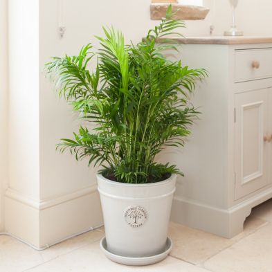 Areca Bamboo Palm Indoor Plant 120cm Tall In 24cm Pot