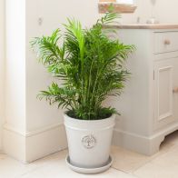 See more information about the Areca Bamboo Palm Indoor Plant 120cm Tall In 24cm Pot