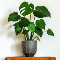 See more information about the Swiss Cheese Indoor Plant Monstera Deliciosa 14cm Pot