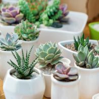 See more information about the Indoor Plants Succulent Mix x6 In 5.5cm Pots