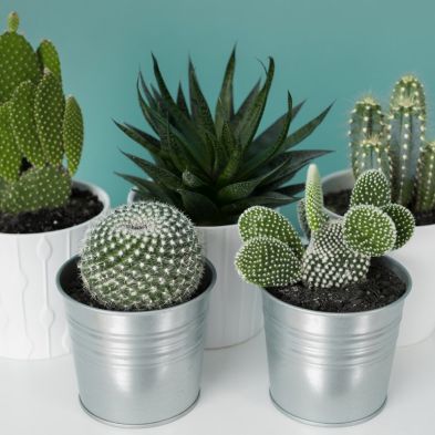 Indoor Plants Cactus Mix x6 in 5.5cm Pots
