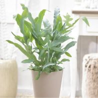 See more information about the Bears Paw Fern Phlebodium Blue Star Indoor Plant 12cm Pot