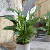 See more information about the Sweet Silver Spathiphyllum Indoor Plant 14cm Pot