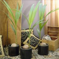 See more information about the Coconut Palm Indoor Plant Cocos Nucifera 3L Pot