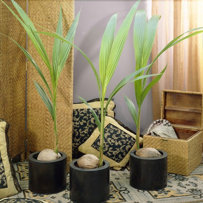 Coconut Palm Indoor Plant Cocos Nucifera 3L Pot
