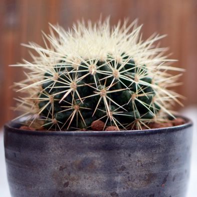 Golden Barrel Cactus Indoor Plant Grusonii 12cm Pot