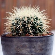 See more information about the Golden Barrel Cactus Indoor Plant Grusonii 12cm Pot