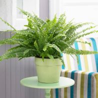 See more information about the Sword Fern Nephrolepis Sonata Indoor Plant 19cm Hanging Pot