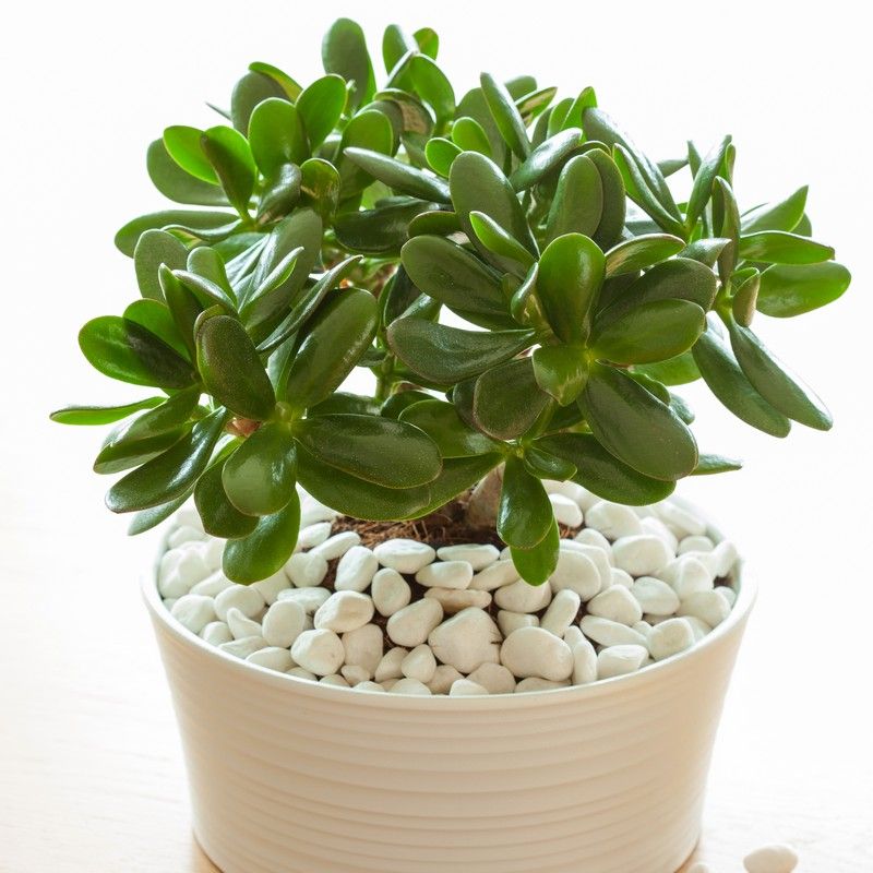 Jade Plant Crassula Ovata Houseplant 12cm Pot