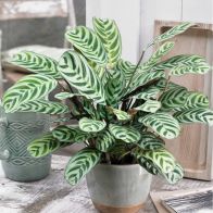 See more information about the Fishbone Prayer Plant Ctenanthe Burle Marxii Indoor 12cm Pot