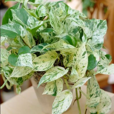 Devils Ivy Epipremnum Pinnatum Marble Queen Indoor Plant 12cm Pot