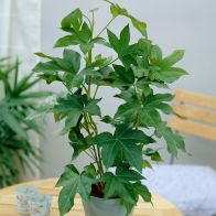 See more information about the Tree Ivy Fatshedera Pia Gray Indoor Plant 17cm Pot