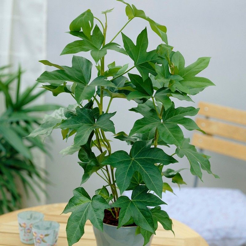 Tree Ivy Fatshedera Pia Gray Indoor Plant 17cm Pot