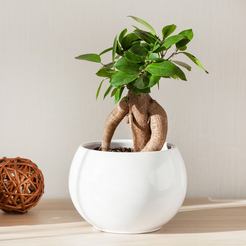 Ficus Microcarpa Ginseng Indoor Plant 14cm Pot