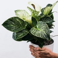 See more information about the Philodendron White Wave Indoor Plant 14cm Pot