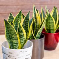 See more information about the Diehard Snake Plant Sansevieria Houseplant 17cm Pot