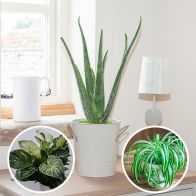 See more information about the Bathroom Houseplant Collection x3 12-15cm Pots